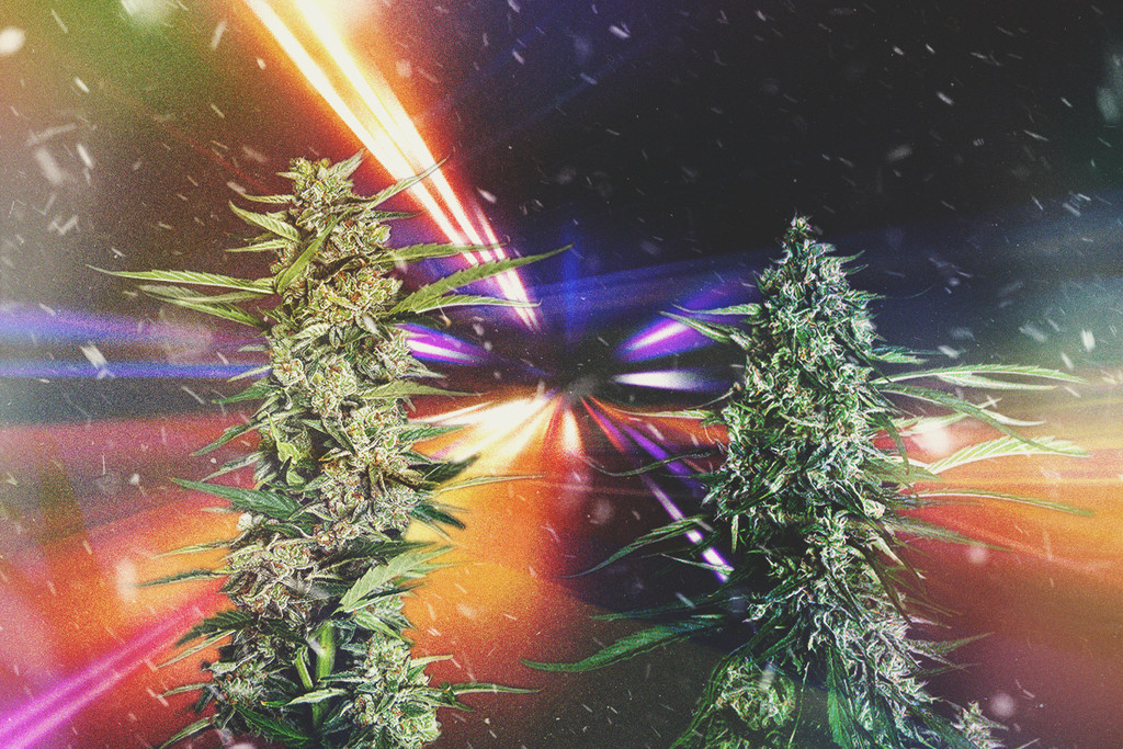 Nejrychlejší Konopné Odrůdy Roku 2025