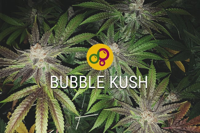 Bubble Kush naše verze Bubba Kush