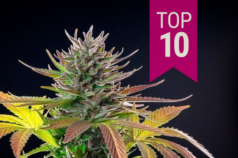 Top 10 Sativ roku 2025