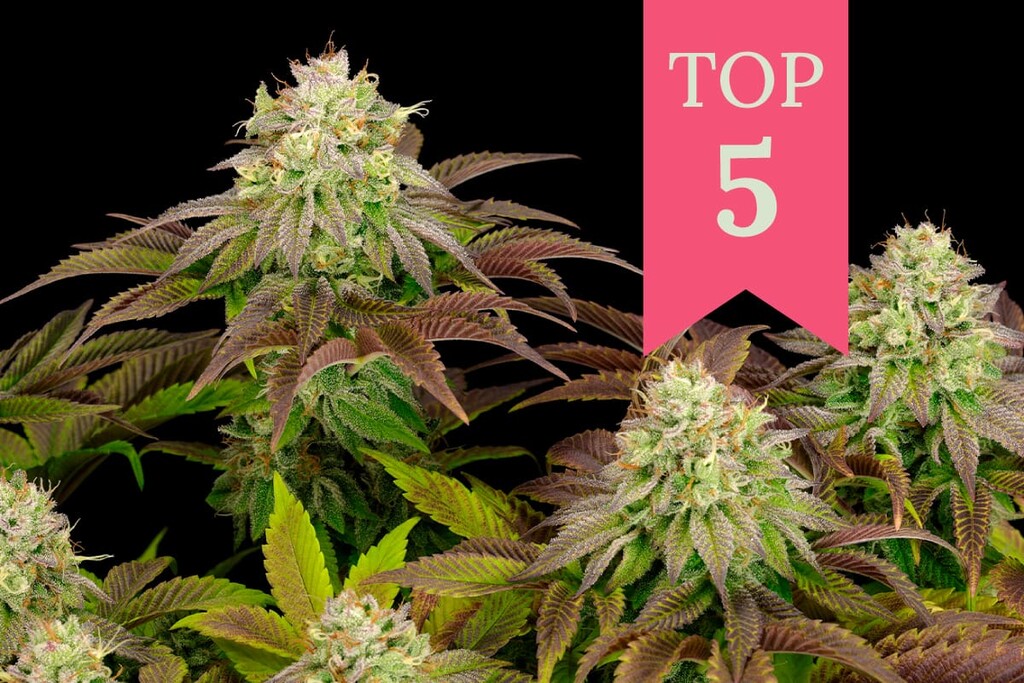 5 nejsilnějších konopných odrůd indica
