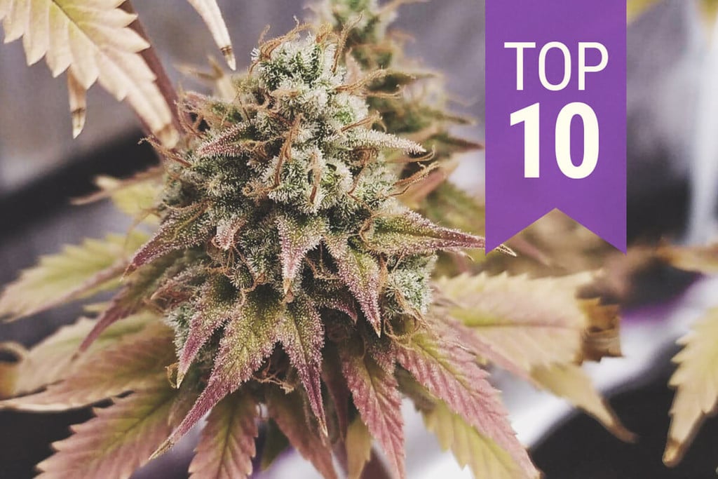 Top 10 Odrůd S Vysokým Obsahem THC Roku 2025