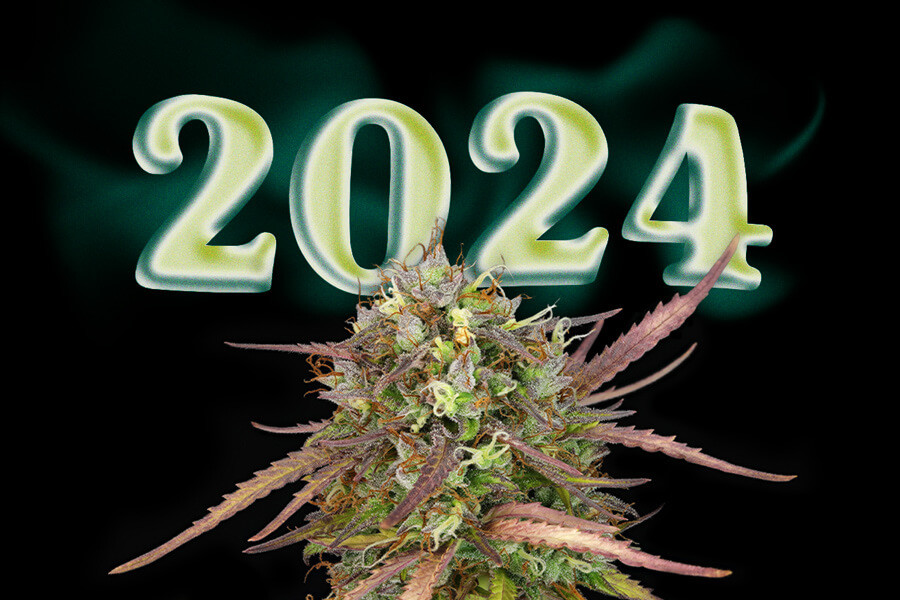Nejlepší nové konopné odrůdy pro rok 2024