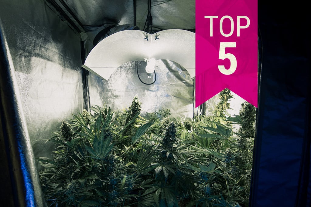 Top 5 Diskrétních Konopných Odrůd pro Zdraví v Roce 2025