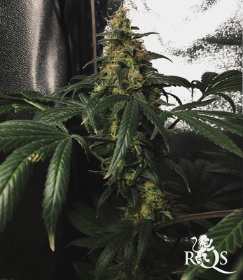 Blue Mystic Blue Mystic