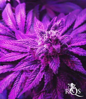 Blue Mystic Blue Mystic