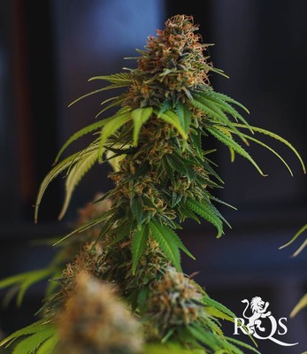 Shining Silver Haze Shining Silver Haze