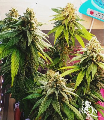 Shining Silver Haze Shining Silver Haze