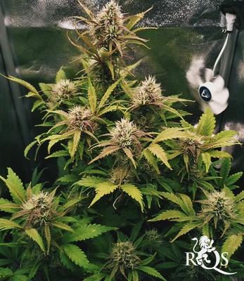 Royal Jack Auto