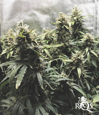 Diesel Auto