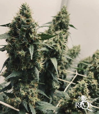 Honey Cream (Fast Flowering)