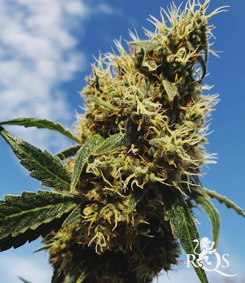 Mother Gorilla (Původně Royal Madre)