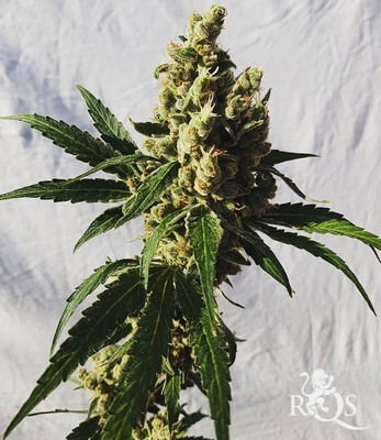 Mother Gorilla (Původně Royal Madre)