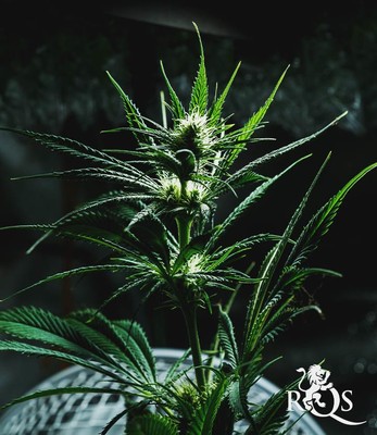 Mother Gorilla (Původně Royal Madre)