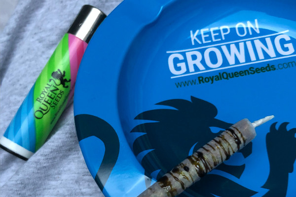 Roya Queen Seeds Popelník