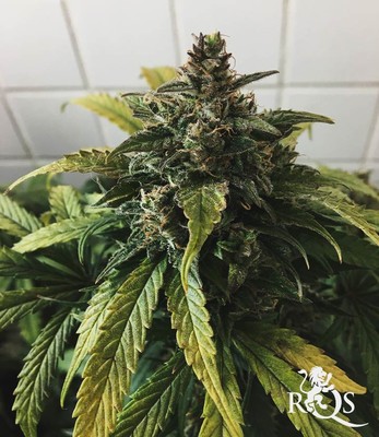 Stress Killer Automatic CBD