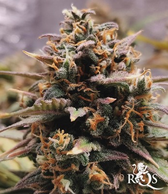 Sweet ZZ Auto Sweet ZZ Auto