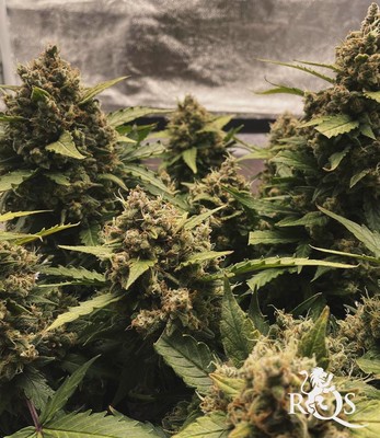 Sweet ZZ Auto Sweet ZZ Auto