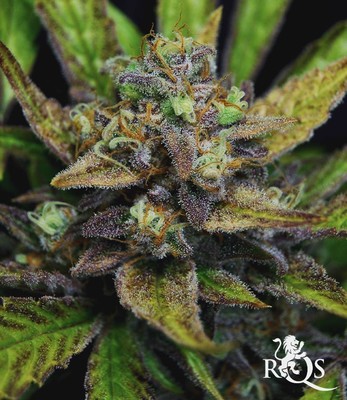 Sweet ZZ Auto Sweet ZZ Auto