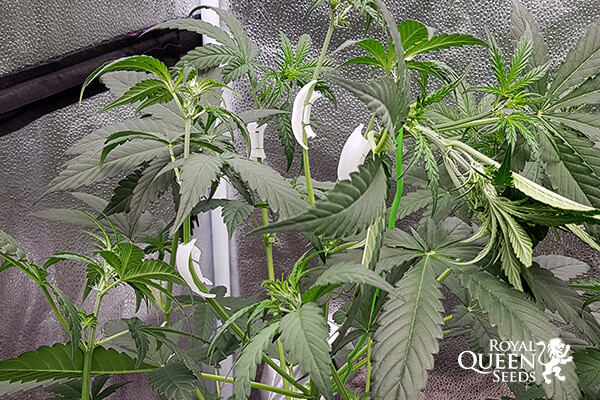 LST Klipy Na Rostliny